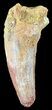 Cretaceous Fossil Crocodile (Elosuchus) Tooth - Morocco #48999-1